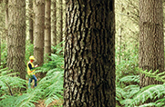 Guy-in-forest