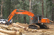forest_hitachi