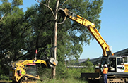 Forestry grapple