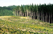 Pine forest New Zealand